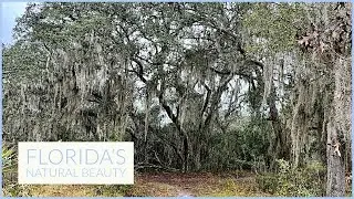 Armadillo spotted in Florida's Park (Econlockhatchee Sandhills)