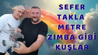 Zafer Arıkan  Ankara Oyun Kuşu Mezatı Canlı Yayın Live Mezat Güvercin