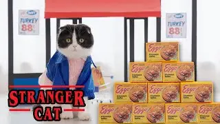 Stranger Cat Luca goes Eggo Waffle shopping