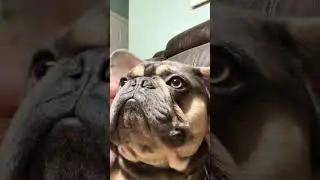 #frenchiefun #funnyfrenchies
