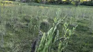 Our western Colorado farm! #farming #colorado #westernslope #asmr #nature