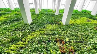 This old tobacco factory is now Europe's biggest indoor vertical garden