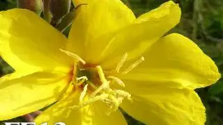 Flower Formula 13 - Evening Primrose