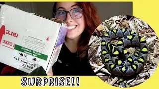a very special snake unboxing video! Mandarin rat snake