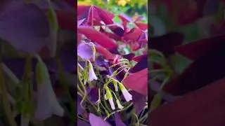 Purple Oxalis Triangularis  - easy to grow indoor and outdoor
