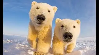 &ldquo;Survival at Risk: Hungry Polar Bears Face Food Shortages