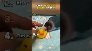 Ranking Best Jealous Parrots Moments
