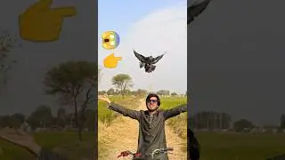 Poison's love for its owner 🥹🕊️ birds love video 🕊️ how to train pigeon 🕊️ poison hand tame 🕊️ #va