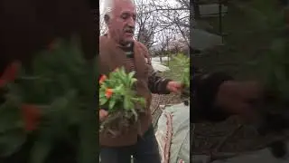 G&uuml;n&uuml;m&uuml;z #k&ouml;y #bah&ccedil;e #farmer #garden #arif #farming #işler #&ccedil;alışma #youtubeshorts 
