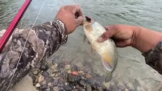 Pesca de machacas en navidad 🎅 😁 disfrutamos la pesca y la buena compañía , tiempo de hermanos 🤜🏽🤛🏻