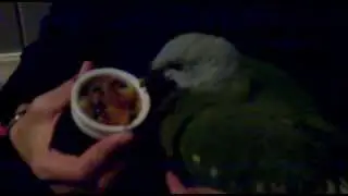 Feeding Wompoo Fruit-Dove - Part 1