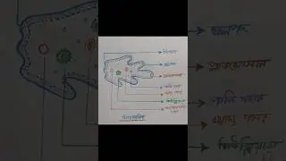 #Shorts #trending #drawing #short #viral | How to draw Amoeba | amoeba ka chitra I amoeba diagram