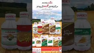 target Ali Akbar group