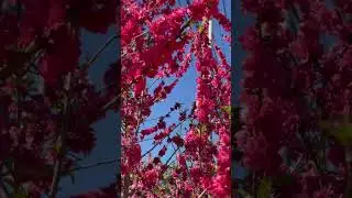 Peach trees in bloom