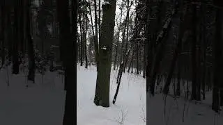 Mazury 2026-01-26 Ruciane-Nida Nadleśnictwo Maskulińskie, Puszcza Piska, Mazurski Park Krajobrazowy