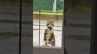 Open the door !!!! #cat #meow
