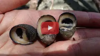 Nerita planospira - Flat-spired Nerite