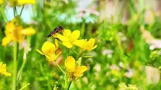 A Small Attempt to Capture The Beauty Of Nature In My Camera 📸 #nature #youtube #trending 