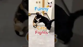 Озорной Кот Устроил Хаос! Смешная Кошачья Драка До Слёз 😂🐱 #shorts