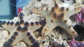 Protoreaster nodosus - Knotiger Walzen Seestern