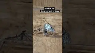 Dobson fly 😍 #nature #insects #shortsvideo #youtubeshorts #ytshorts  #wingedinsect #ytviral #rare