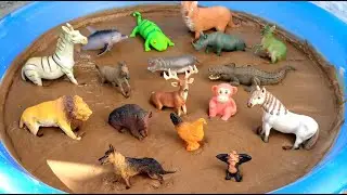 Learning Adventure With DWH Animals: Donkey Hen Fox Bison Dog Monkey