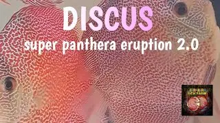 discus super panthera eruption 2.0