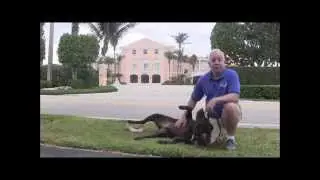Master Dog Trainer Richard Heinz: Photo shoot with Labrador for National Magazine