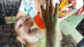 Dodo So Much Happy When Mom Feed Sapodilla Fruits And Milk