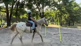 Wakulla 4H Bits and Bridles riders saddle up for big competition