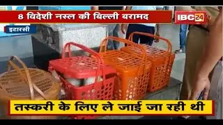 Itarsi में विदेशी नस्ल की 8 बिल्लियां बरामद। तस्करी कर लाया गया था बिल्लियों को। देखिए..