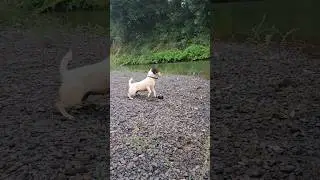 In the nature ASMR #nature #jackrussellterrier #asmr
