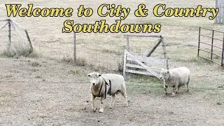 Welcome to City & Country Southdowns