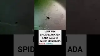 Laba-laba di menu MBG