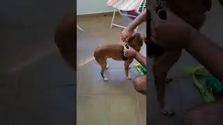 👉Como PONER UN ARNES a un perro (Mi PERRO TITO)✨✨