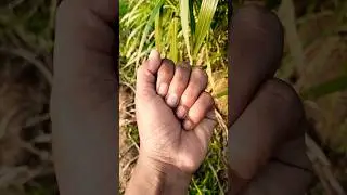 The baby grasshopper pooping