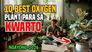 ITO PALA ANG MATINDING DAHILAN BAKIT DAPAT ILAGAY ANG HALAMANG ITO SA LOOB NG KWARTO