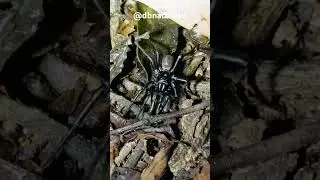 G&ecirc;nero Actinopus - local: Silv&acirc;nia de Goi&aacute;s, GO