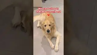 We are so close to 200K! 😍❤️🥳 #dogs #goldenretriever #shortsfeed #explorepage #doglove #dogshorts