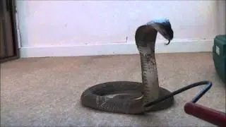 Monocled Cobra