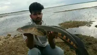 Giant😎Snakehead fishing🔥Murral fish catching India gulbarga fishing