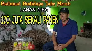 Estimasi Tanam Jahe 1 Hektar auto kaya