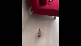 Funny cat. Funny kitty. Part 16 | MOOD COLOR | FUNNY CATS | Tik Tok | Shorts