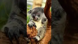 koala on a tree relaxing