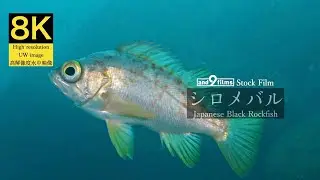 【8K 水中映像】シロメバル / Japanese Black Rockfish / Sebastes cheni