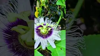 Passion Fruit Flower #flower #short #bee #birds