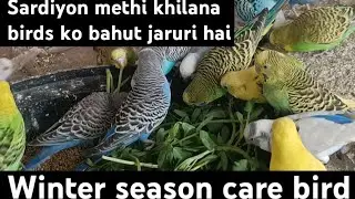 🕊️Winter season bird 🦜care kese kare सर्दियों में परिंदों को मेथी कैसे खिलाएं 🦜और खिलाना कैसा है 🕊️
