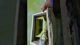 Catch Basin Set Up for Harvesting Catfish Fingerlings