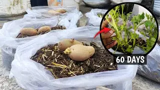 Grow More Potatoes in Small Space ! Potato in Polythene 🥔