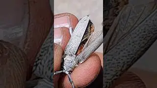 Opening Beetle Wings